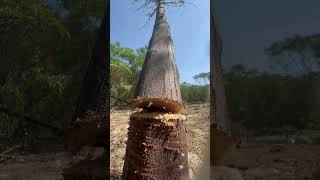 Big tree cut with rope saw wood forest chainsaws echo arborsculpture treetrimming arborist [upl. by Johnette]