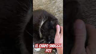 El Chapo Snugglepot music song record rock birds cat [upl. by Norword]