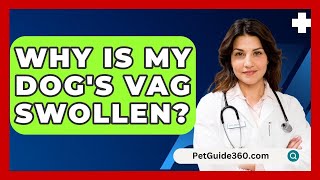 Why Is My Dogs Vag Swollen  PetGuide360com [upl. by Singh]