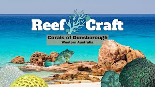 You wont believe the corals growing in Dunsborough Western Australia [upl. by Assira]