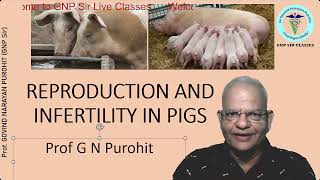 Unraveling the Mysteries of Swine Reproduction [upl. by Akehsal]