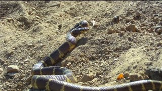 The California King Snake [upl. by Assej733]