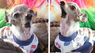 Happy Chihuahua With No Jaw Becomes SINGING SENSATION [upl. by Ylrebmit]