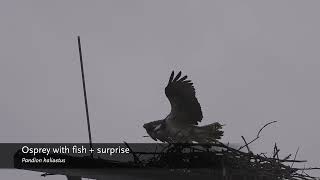 20240414 osprey with fish amp surprise [upl. by Ennayhs]