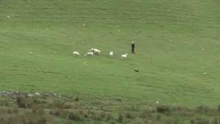 Nij Vyas Sheepdogs  Defaidty Finalist Angie Driscoll 2014 [upl. by Bivins]