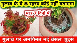 गुलाब पर अनगिनत नई बेसल शूट्स। How to get maximum new basil shoots and growth on rose plant [upl. by Seline]