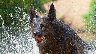 Dutch Shepherd ready to help you 🐕‍🦺🚒 [upl. by Norihs]