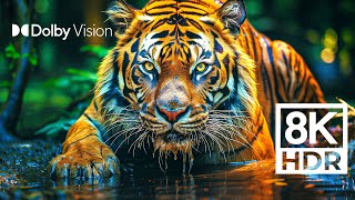 WILD WORLD DOLBY VISION™  EXTREME COLORS 8K HDR [upl. by Enatan]