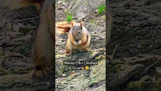 Sincap Çikolata yiyor Chipmunk is eating chocolate squirrel chocolate shorts nature [upl. by Bean]