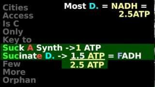 Citric Acid Cycle NADH FADH ATP enzyme steps 45 [upl. by Capp]