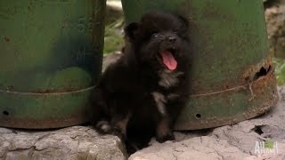 A Chorus of Pomeranians  Too Cute [upl. by Ongineb947]