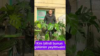 Monstera bitkilərinin satışı Bakı şəhəri Bayıl qəsəbəsiTel994553497070monstera [upl. by Cathe]