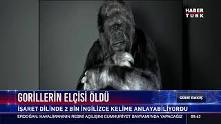 Gorillerin elçisi öldü [upl. by Haramat]