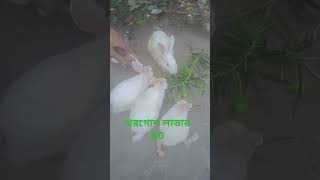 কে কে আমার মত খরগোশ ভালোবাসো তা হলে লাইক করো।।viralshort rabbit like love SanodTechBangla [upl. by Ecidna]