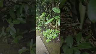 More work gardenerlife gardenhedge hedgetrimmer gardening rain garden gardentok [upl. by Mattland]