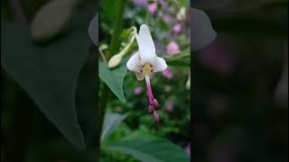 Clerodendrum serratum verbenacea familynature forestflowertrending flowers forestgardenflora [upl. by Shakti]