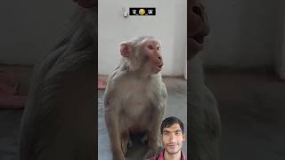 Bandar bhi pad Raha hainviralvideo comedy [upl. by De]