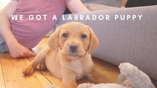 WE GOT A PUPPY  MEET OUR 8 WEEK OLD GOLDEN FOX RED LABRADOR [upl. by Einnaej]