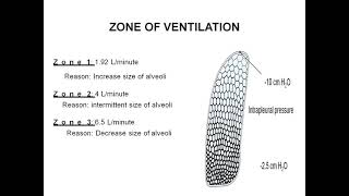 Ventilation Perfusion ratio [upl. by Euqinamod]