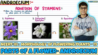 Morphology of Flowering Plants Lec 19 Parts of a flower Androecium Class 11 NEET Neetology [upl. by Nomrah]