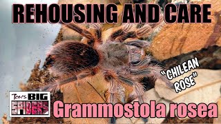 Grammostola rosea quotChilean Rose Hairquot Rehouse and Care [upl. by Rosenstein]