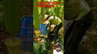 Rajasthan mein pradhani trending farming comedyfilms funny comedymovies funnycomedy short [upl. by Olnek]