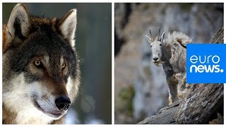 Mountain goat versus hungry wolf who wins [upl. by Roshelle556]