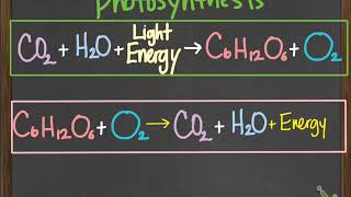 bio photosynthesis amp chemosynthesis [upl. by Sioled]