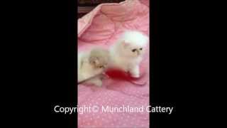 Gorgeous pedigree kittens from Munchland Cattery [upl. by Trah126]