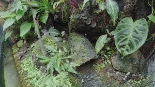 dart frog eating timelapse [upl. by Alcot]