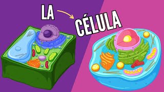 LA CÉLULA eucariota y procariota definición clasificación y funciones biología [upl. by Kumar462]