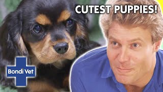 Cuteness Alert Best Ever Puppy Stories 🐶 💕  Compilation  Bondi Vet [upl. by Miuqaoj]