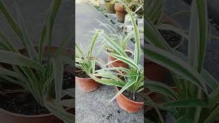 shortvedio ito Yung Spider plants ribbon grass napakaganda [upl. by Aitekram197]