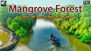 ये जंगल नहीं बचा तो शहर भी नहीं बचेगा  The World’s Largest Natural Mangrove Forest India [upl. by Htrow]