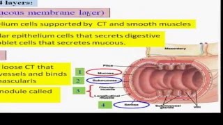 14Part 1 digestive system English Dr Essam Ibrahim  علوم صحية [upl. by Ailices]