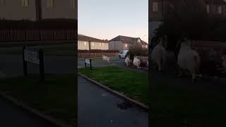 Great Orme Goats out on the streets of Llandudno [upl. by Eedak]