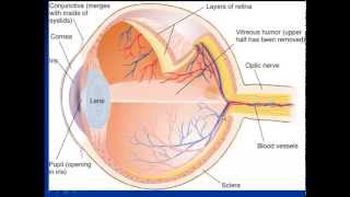 vision Biopsychology [upl. by Siulesoj]