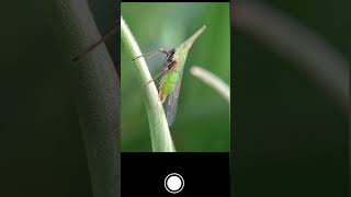 Mobile macro photography macrophotographyideas photography mobilephotography [upl. by Hammond610]