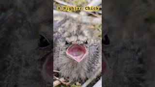 A Fascinating Nightjar Chick in the UK 2024  birdnesting birds birdnest britishbirds [upl. by Ailin574]