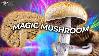 What Psilocybin Does to Your Brain  Can It Improve Mental Health [upl. by Netsua540]