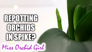 My Phalaenopsis Orchids deserve better  Repotting Orchids in spike [upl. by Sabas774]