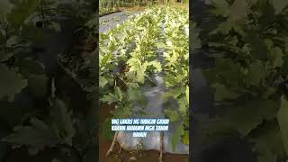 Ang lakas ng hangin grabi kafarmers harvesting farmerharvest [upl. by Chadabe]