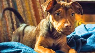 A Dogs Way Home 2018  Big Kitten Scene 210  Movieclips [upl. by Anohr]