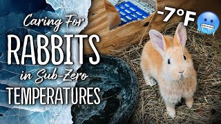 Outdoor Rabbit Hutches amp Freezing Temperatures  Homestead Meat Rabbits ❄️🐇 [upl. by Weight]