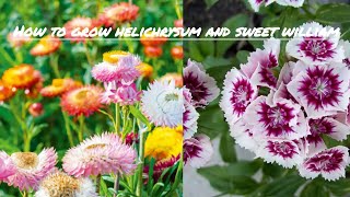 How to grow helichrysum and sweet william flower from seeds [upl. by Nibroc]