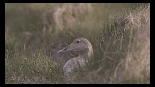 Icelandic Eider  The Purveyor of Icelandic Eiderdown for 80 Years [upl. by Ylrebnik]