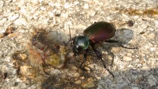 Der grosse Puppenräuber Calosoma sycophanta beim fressen  Calosoma feeding [upl. by Ttcos]