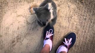 The moment this baby koala climbs up and cuddles cameraman [upl. by Cash]