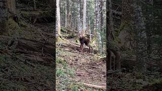 Baby moose encounter moose babyanimals wildlife nature maine [upl. by Evey]