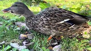 Joyful birdfeeding of Miss duck ducks crows They all come up close to Get handfeeding nature [upl. by Teria]